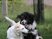 Puppys van Bliss040622-0093